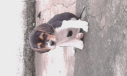 Vendo linda filhote de Beagle